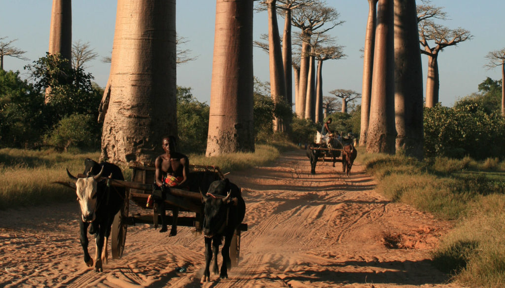 DZALEU.COM : African Lifestyle Magazine - Madagascar mise sur le tourisme : (les Baobabs géants, une de ses richesses touristiques)