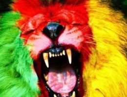 Cameroun : lion aux couleurs du drapeau national vert rouge jaune