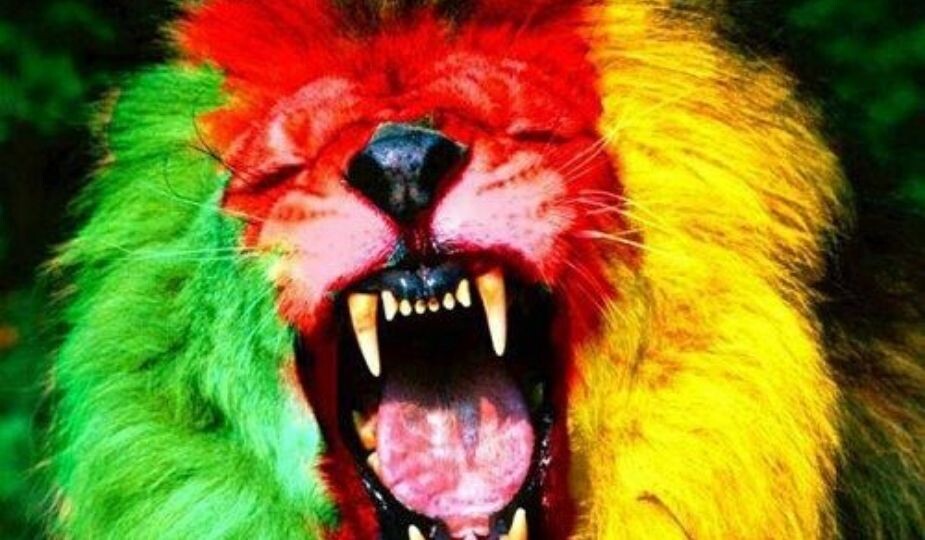 Cameroun : lion aux couleurs du drapeau national vert rouge jaune